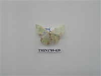 藏品(中國蛾類)的圖片